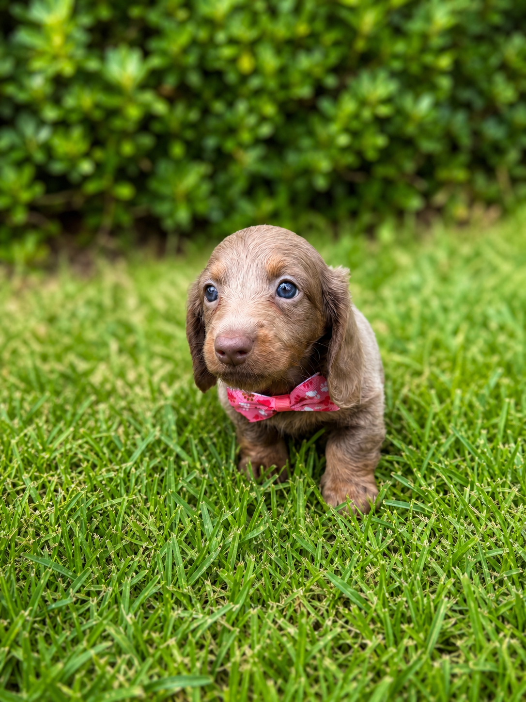 Isabella dachshund puppy with a pink bow
