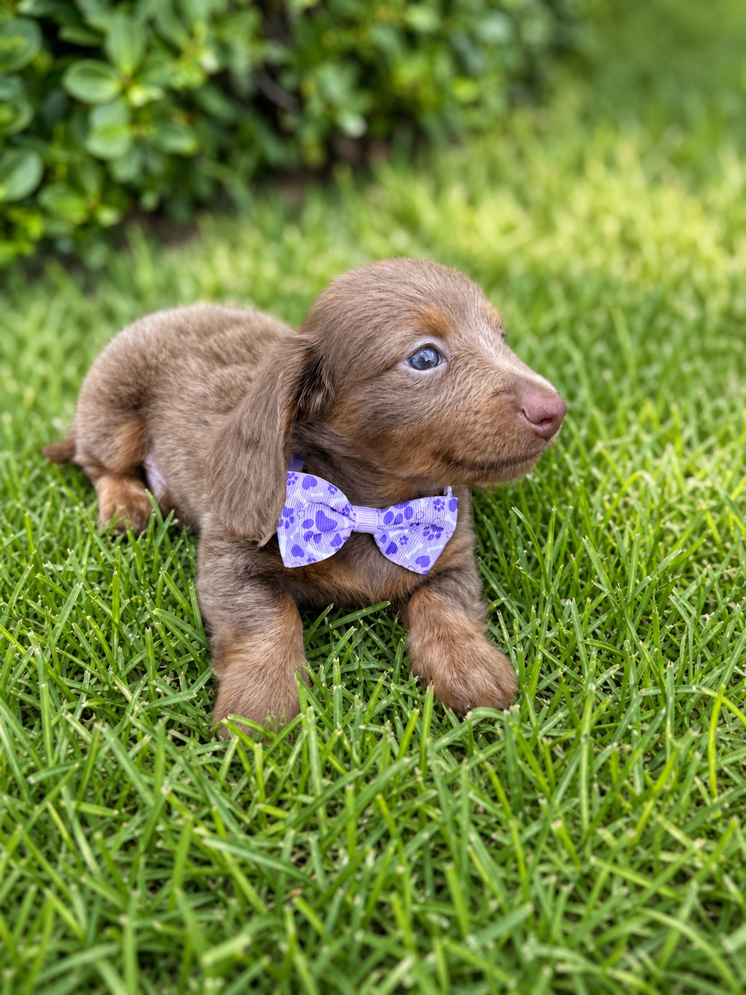 Isabella dachshund puppy with a purple bow