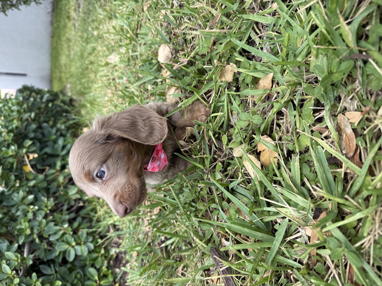 Isabella dachshund puppy with pink bow looking sideways