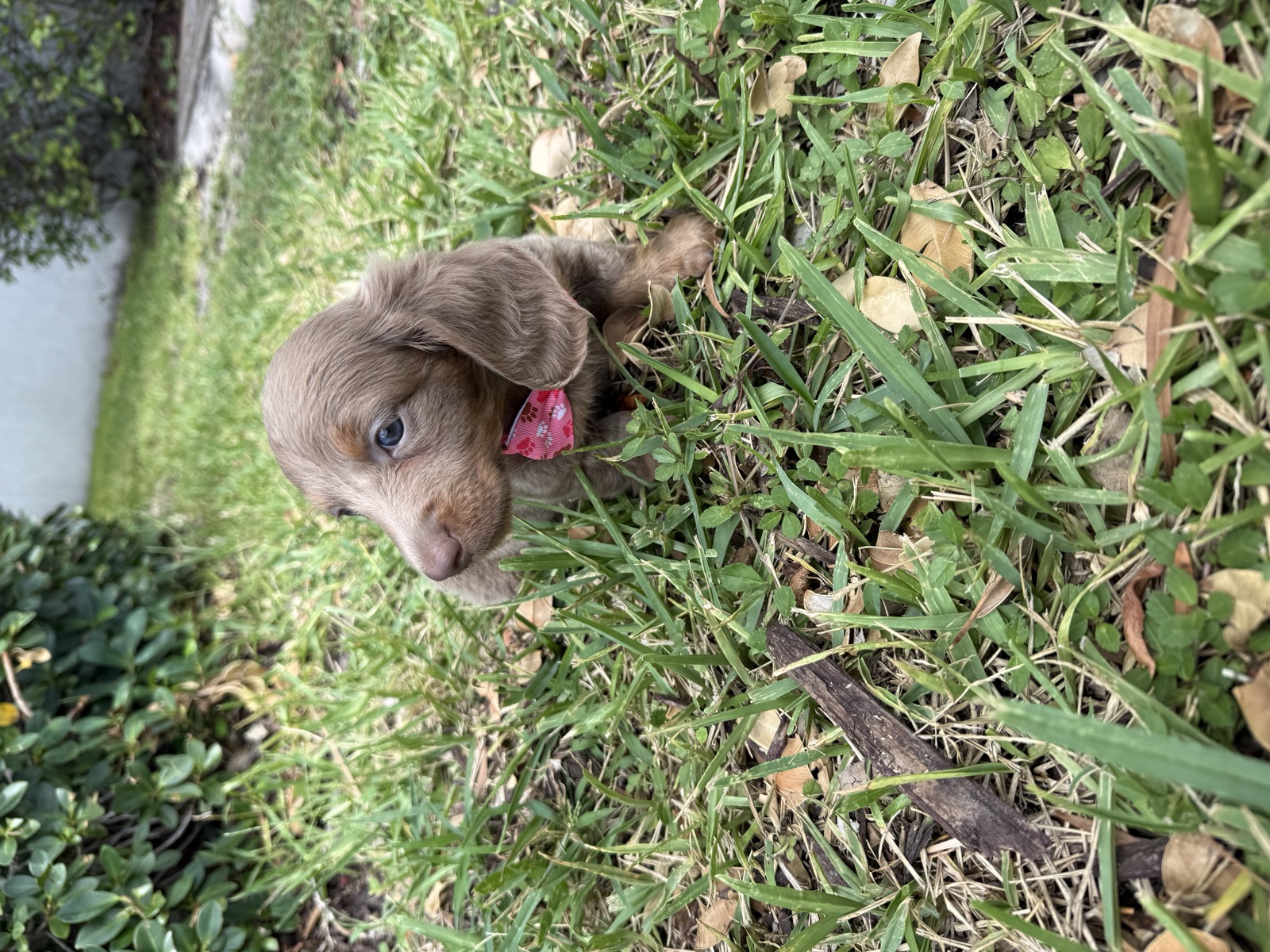 Isabella dachshund puppy with pink bow sitting in grass