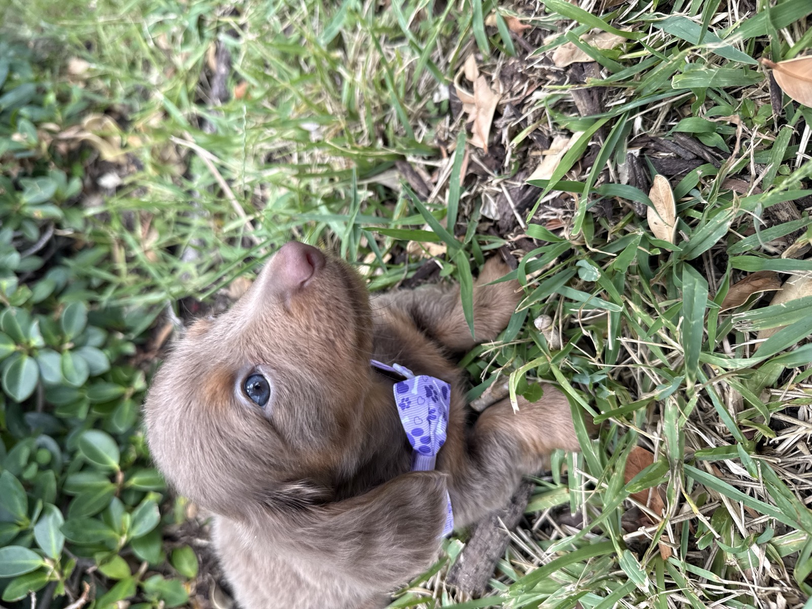 Isabella dachshund puppy with purple bow close portrait