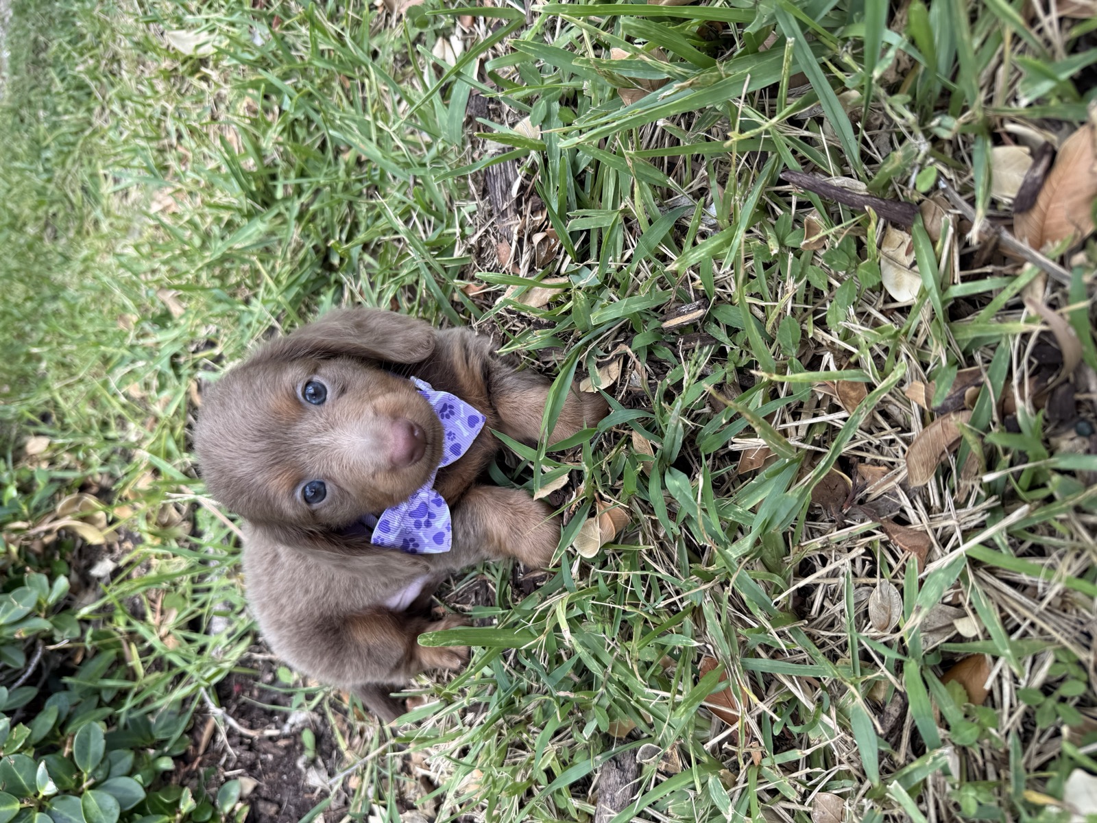 Isabella dachshund puppy with purple bow facing camera